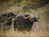 Two Cape Buffalo on the Veldt