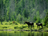A Natural Salt Lick Lures Moose to the Shores of Hidden Lake