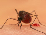 A Biting Female Mosquito with Her Abdomen Filled with a Blood Meal