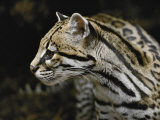 An Ocelot