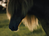 Chincoteague Pony