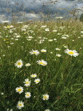 Field Filled with Daisies and Tall Grasses