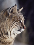 Close-up of a Bobcat