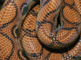 Detail of the Scales and Design of a Brazilian Rainbow Boa