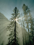 Rays of Sunlight Beam Through the Mist and Boughs of Towering Evergreen Trees