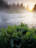 Mist over Oregons Crescent Creek in the Cascade Range