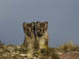 A Close View of Two Young Arctic Foxes