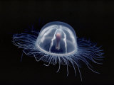 An Inch Long Transparent Jellyfish Glows in the Dark