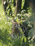 A Tiger Stares Intently Through Foliage