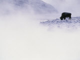 Buffalo Grazing in Winter