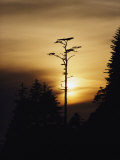 Trees on the British Columbia Coast
