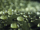 A Close-up of Water Droplets on a Leaf