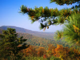 Pine Tree and Forested Ridges of the Blue Ridge Mountains
