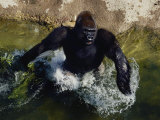 Lowland Gorilla