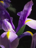 Close View of a Domesticated Iris