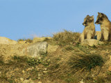 Two Young Arctic Foxes on a Rocky Hillside