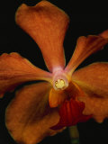 Close View of an Orange Orchid Blossom