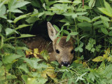 A Juvenile Roe Deer Looks out from a Nest of Green Plants