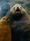 A Sea Lion with its Cub