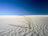 Grasses Sprout up from a Desert Landscape