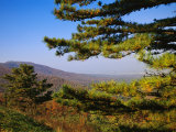 Pine Tree and Forested Ridges of the Blue Ridge Mountains