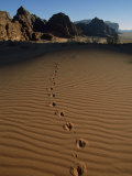 Animal Tracks Mark the Desert Land of Wadi Rum