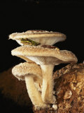 A Tree Frog Waits for a Meal of Fungus Flies Among the Caps of Shiitake Mushrooms