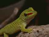 Madagascar Gecko  Bred in Captivity at Fort Worth Zoological Parks Reptile Facility