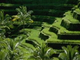 Scenic Valley with Rice Fields in Balis Central Highlands