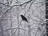 A Black Crow Contrasts with Falling White Snow Blanketing the Surrounding Woods