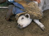 With a Cowboys Knee on its Neck  a Calf is Held to the Ground for Branding