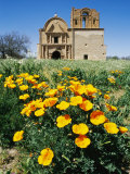 California Poppies Grow near Tumacacori Mission