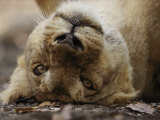 Female Asian Lion Playfully Rolls on Her Back