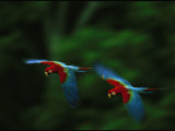 A Mated Pair of Red-And-Green Macaws Fly in Unison