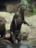 A Group of Asian Small-Clawed Otters Wade in a Pool of Water