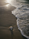 Conch Shell on the Beach