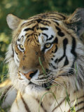 Portrait of a Tiger