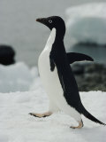 An Adelie Penguin Struts its Stuff