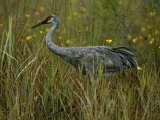 A Sandhill Crane Stands Amid Tall Grass and Wildflowers in Okefenokee Swamp