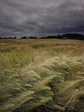 Grain Field in Northern Germany under Stormy Skies