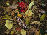 Pine Needles and Cones  and Autumn Leaves Along the Appalachian Trail