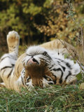 An Adult Siberian Tiger Lounges on His Back