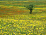 A Lone Apple Tree Stands in a Field Full of Dandelions and Orange Hawkweed