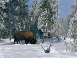 An American Bison Forages for Food Beneath a Thick Blanket of Snow