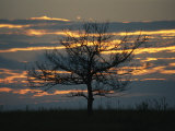 Sunset at Big Meadows with Bare Tree