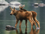 Moose Twins Stand in the Shallow Water of a Pond