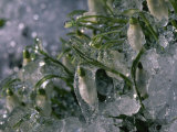 Schneeglockchen (Snowdrop) Flowers  Encased in Ice  Bavaria  Germany