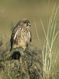A Female Common Kestrel Perches on a Branch in Tall Grass
