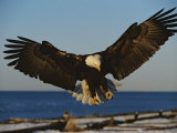 American Bald Eagle Comes in for a Landing