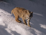 Bobcat Prowls over the Snow